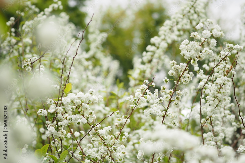 Fototapeta premium シジミバナ