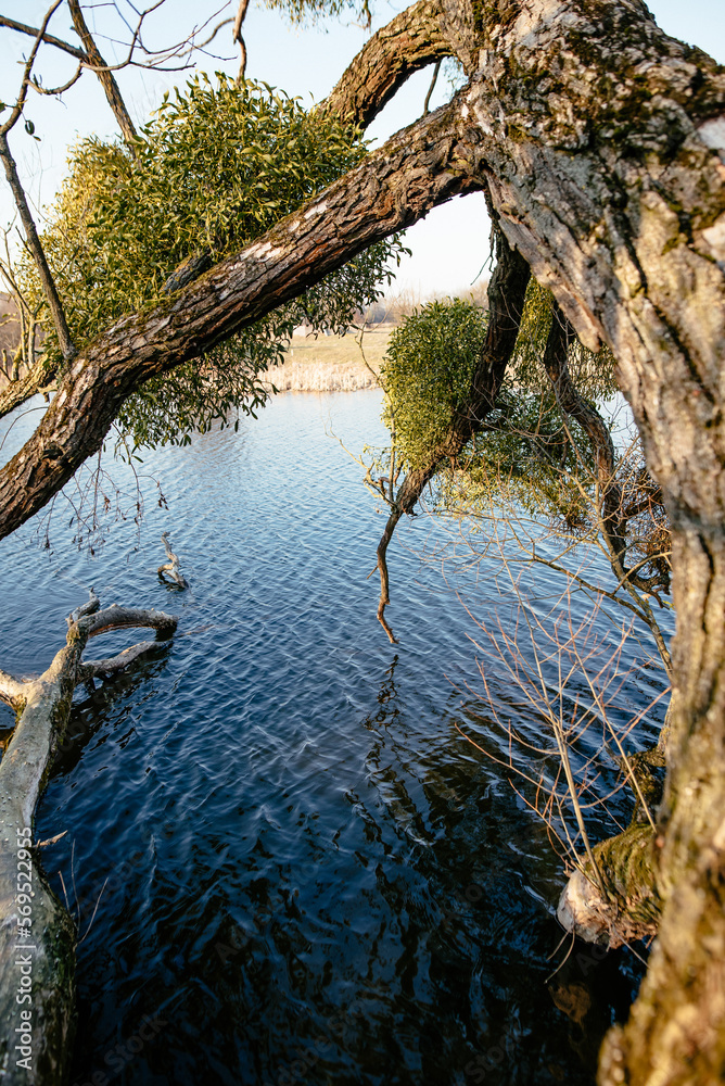 Dramatic landscape of a dry tree that fell into the water. Broken hopes. A tree overgrown with mistletoe on the river bank. View of the blue mountain cold lake.