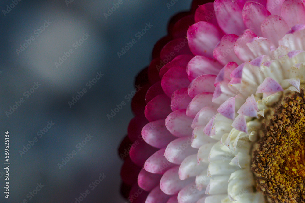 closeup o macro flor siempre viva rosada o rosada obscura closeup o macro flor siempre viva rosada o rosada obscura