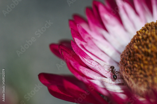 hormiga caminando sobre flor siempre viva purpura o rosada