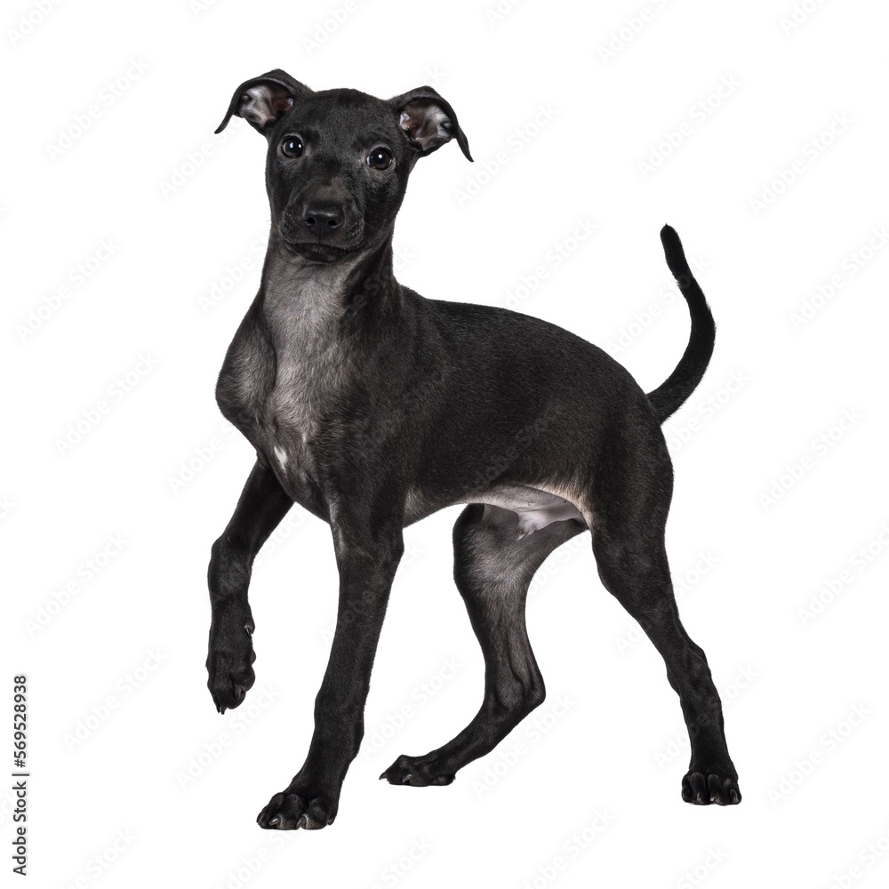 Cute male Italian Greyhound aka Italian Sighthound pup, standing side ways. looking straight to camera. Isolated cutout on a transparent background. One paw playful lifted.