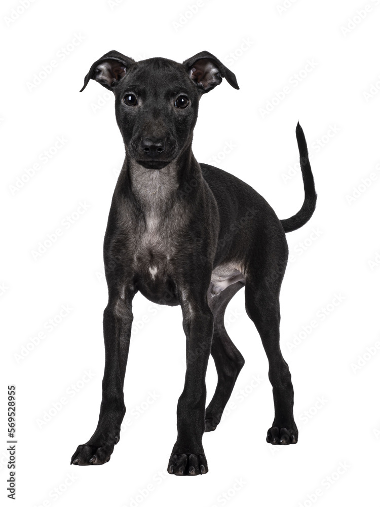 Cute male Italian Greyhound aka Italian Sighthound pup, standing up facing front. looking straight to camera. Isolated cutout on a transparent background.