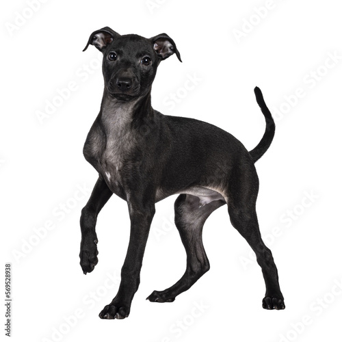 Valokuva Cute male Italian Greyhound aka Italian Sighthound pup, standing side ways