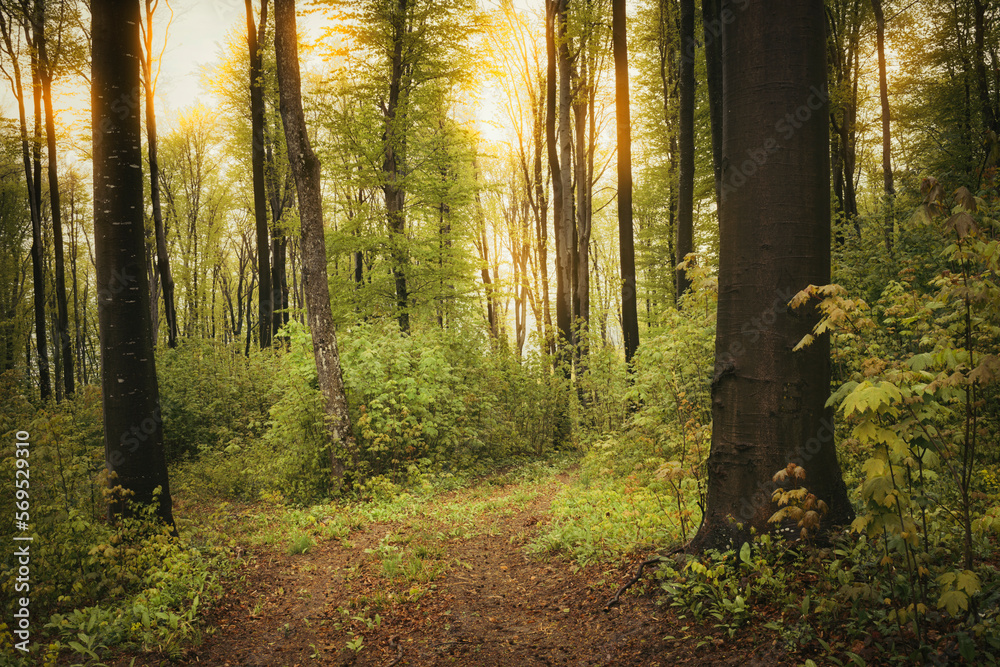 sunset light in green forest landscape sunset light in green forest landscape