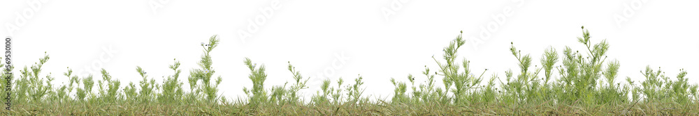 Fototapeta premium Evergreen flowers and grass field in nature, Flowres on garden in springtime, Tropical forest isolated on transparent background - PNG file, 3D rendering illustration for create and design or etc