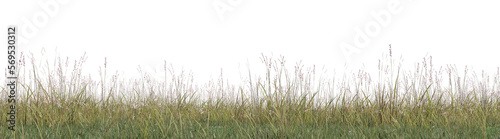 Evergreen grass field in nature, meadow in springtime, Tropical forest isolated on transparent background - PNG file, 3D rendering illustration for create and design or etc