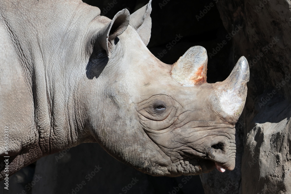 Obraz premium ヒガシクロサイ