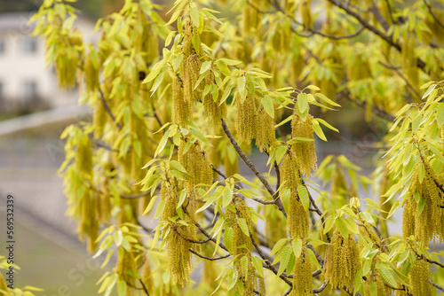 Flowers and young leaves of sawtooth oak (Acorn tree)