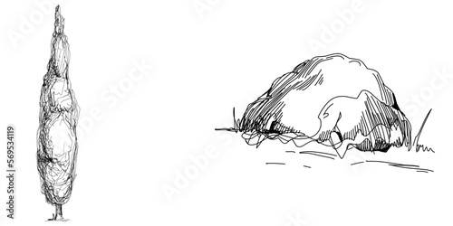 Tropical tree with leaves, black silhouettes isolated on white background. Vector