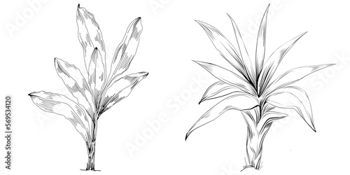 Tropical tree with leaves, black silhouettes isolated on white background. Vector