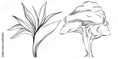 Tropical tree with leaves, black silhouettes isolated on white background. Vector