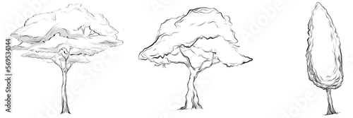 Tropical tree with leaves, black silhouettes isolated on white background. Vector