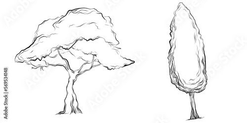 Tropical tree with leaves, black silhouettes isolated on white background. Vector