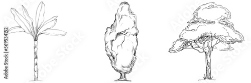 Tropical tree with leaves, black silhouettes isolated on white background. Vector