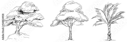 Tropical tree with leaves, black silhouettes isolated on white background. Vector