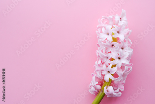 Pink delicate hyacinths on a pink monochrome background. Flat lay  top view  copy space.