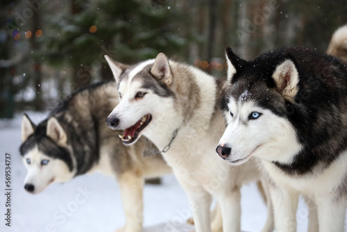 Portrait of a Siberian Husky close-up  side view of the head of a Siberian Husky with a red-white coat color and blue eyes  a breed of sled dogs. Husky dog for a walk outdoors  blurred background