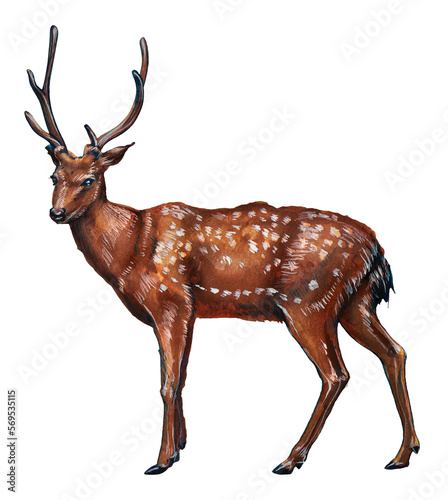 Drawing of a male adult deer with large antlers. Watercolor drawing on a white background.
