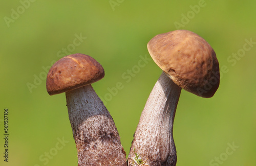 Penny bun mushroom, Boletus edulis photo