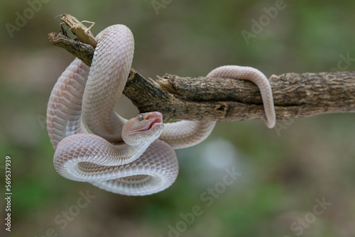 A bright pink mangrove pit viper Trimeresurus purpureomaculatus hanging on a branch edge with coiling position and bokeh background 
