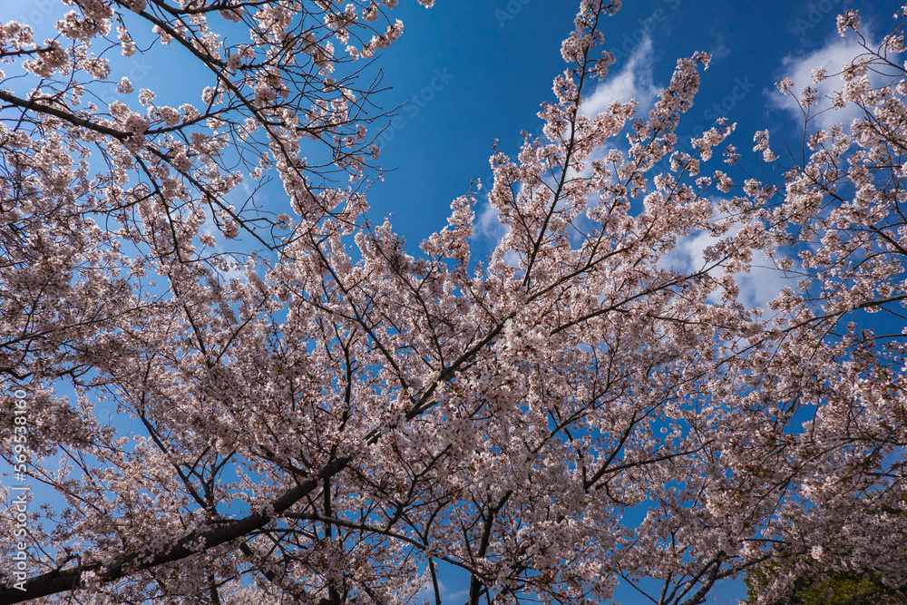 日本の春と桜景色