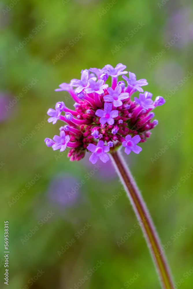 Verbena flowers blossom in the field. Verbena flowers blossom in the field.
