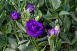 Blooming Lisianthus Flowers in the garden