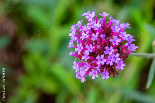 Verbena flowers blossom in the field.