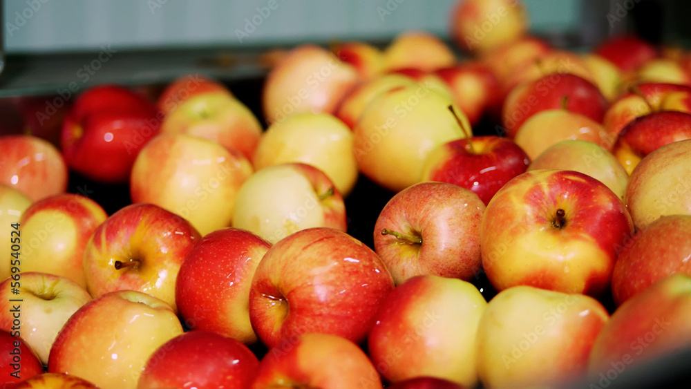 fresh picked apple harvest. The process of washing apples in a fruit production plant, Special bath, packing tub at fruit warehouse. Sorting apples at the factory. food industry fresh picked apple harvest. The process of washing apples in a fruit production plant, Special bath, packing tub at fruit warehouse. Sorting apples at the factory. food industry