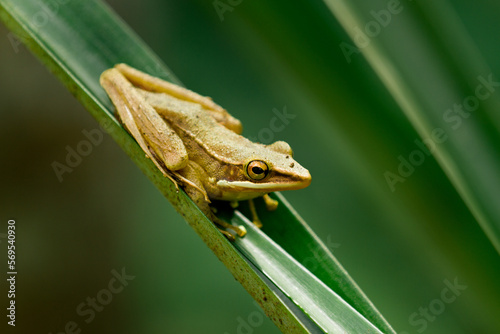 Brown Stream Frog (Hylarana chalconota) on the branch  photo
