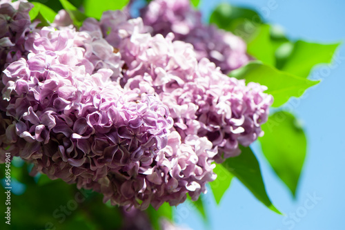 Delicate lilac on green, natural background, space for text, postcard