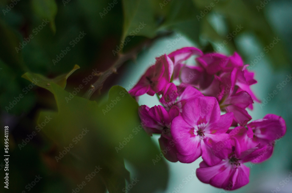 Pink and purple flower