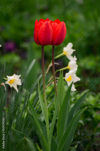 Red and white tulips