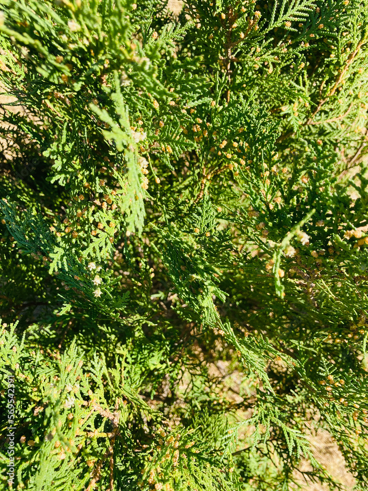 Leyland cypress. Cupressaceae evergreen conifer. It grows fast and is used for hedges.
Leyland cypress. Cupressaceae evergreen conifer. It grows fast and is used for hedges.