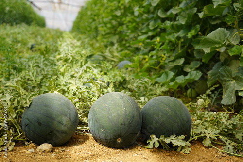 Watermelon in the greenhouse. Watermelon field