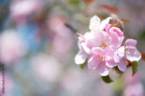 Branches of blossoming pink apple tree macro with soft focus against the background of gentle greenery.  Beautiful floral image of spring nature. Space for text