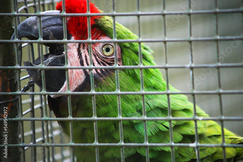 Fotografija Perroquet ara vert 2