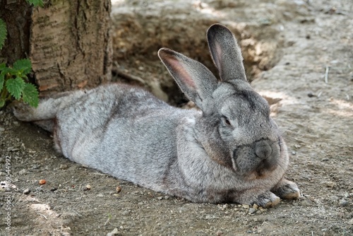 A beautiful bushy Flemish Giant rabbit lying down and resting in the shade. Male rabbit with closed eyes. Close-ip photo. High quality photo