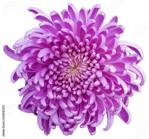 Fototapeta Naklejka Na Ścianę i Meble -  A large chrysanthemum, the flower color is pink and white.