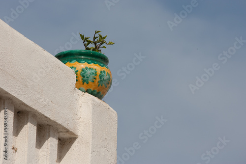 plant pot on a white southern wall photo