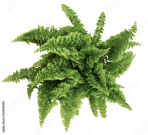 top down view of green potted nephrolepis fern plant, transparent background PNG photo