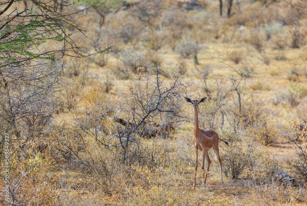 Fototapeta premium Gerenuk antelope, giraffe gazelle, in the reserve