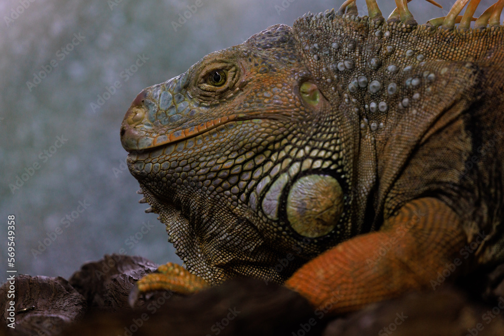 Fototapeta premium Lizard In a Terrarium