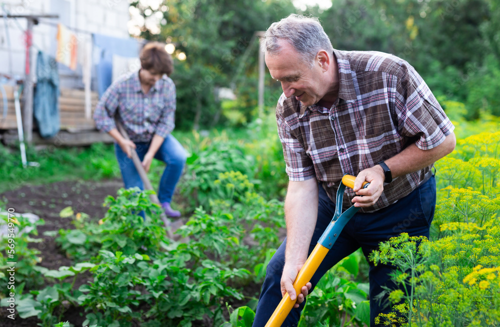 mature Man and woman gardeners with shovels while gardening mature Man and woman gardeners with shovels while gardening