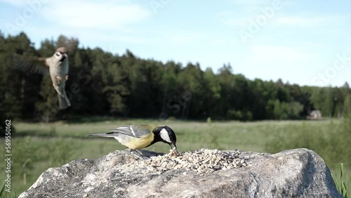 Small song bird hovers, waiting its turn to eat.