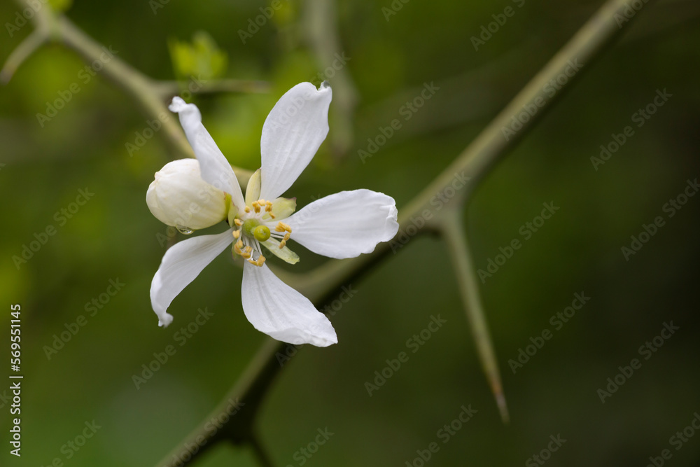 Trifoliate orange branch with white flowers - Latin name - Poncirus trifoliata, spring flower background Trifoliate orange branch with white flowers - Latin name - Poncirus trifoliata, spring flower background