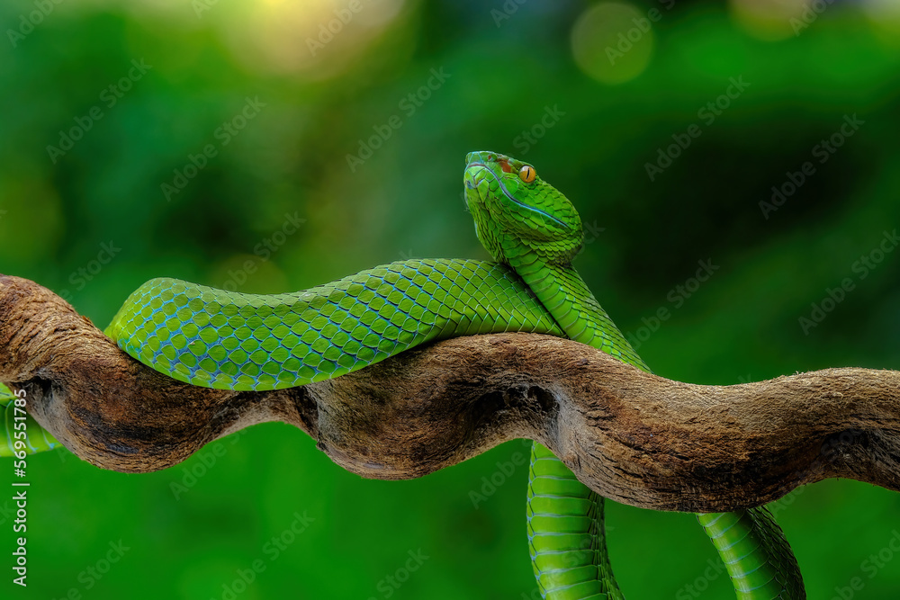 Naklejka premium green viper on branch