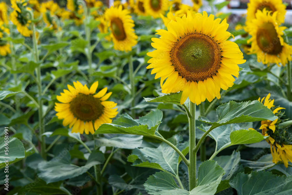 Beautiful sunflower in the field.