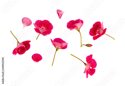 Set of pink flowers and geranium petals. Floral isolated design element, top view / flat lay.Set of pink flowers and geranium petals. Floral isolated design element, top view / flat lay. photo