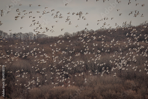 Thousands of Snow Geese fly over the marsh